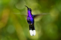 Kolibrik fialkovy - Campylopterus hemileucurus - Violet Sabrewing 5147